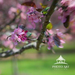 The artwork is a close-up depiction of a tree branch adorned with vibrant pink cherry blossoms. The