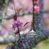The photograph captures a close-up of delicate pink blossoms on a tree branch. The blossoms are