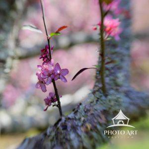 The photograph captures a close-up of delicate pink blossoms on a tree branch. The blossoms are