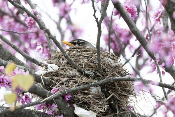 An American Robin tends to her nest in a blooming Eastern Redbud tree.