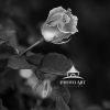 It is not always necessary to depict a flowers' vibrant colors. Sometimes, the simple purity of its