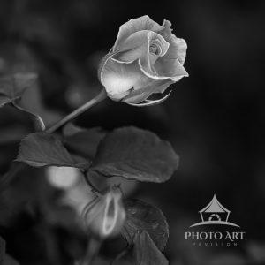 It is not always necessary to depict a flowers' vibrant colors. Sometimes, the simple purity of its