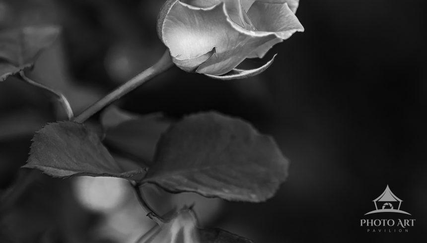 It is not always necessary to depict a flowers' vibrant colors. Sometimes, the simple purity of its