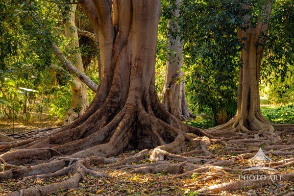 These guys are not shy about showing off their roots!