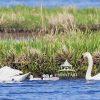 A mute swan pair leads their newly hatched cygnets from the nest, gliding through the tranquil