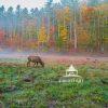 A crisp fall morning in the Cataloochee area of the Great Smoky Mountains National Park, where elk