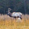 A young bull elk stands quietly in the Cataloochee area of Great Smoky Mountains National Park,