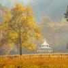 “Early morning light filters through a golden yellow tree in the Cataloochee Valley of Great Smoky