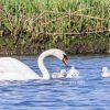 With neck arched low and water still falling from its bill, a mute swan passes on one of life's