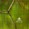 Tree Limb in the Water