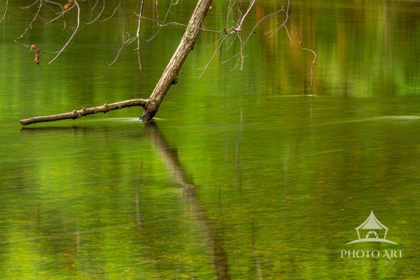 Tree Limb in the Water