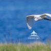A Snowy Egret gracefully cruising across the wetlands. I like the soft colors & background bokeh
