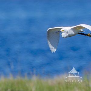 A Snowy Egret gracefully cruising across the wetlands. I like the soft colors & background bokeh