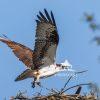 A male osprey returns to last year's nest for another season of breeding & feeding.