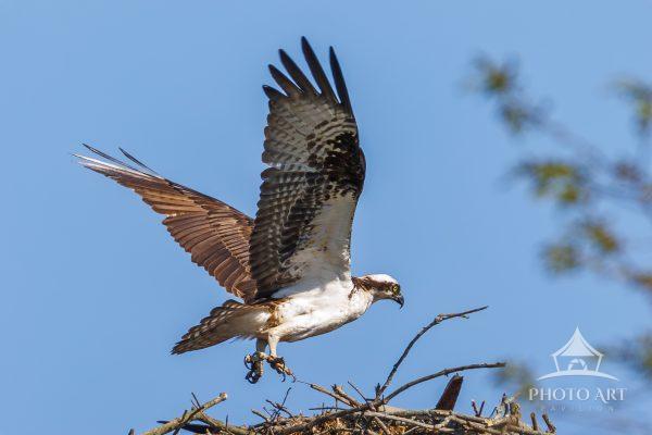 A male osprey returns to last year's nest for another season of breeding & feeding.