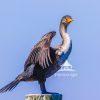 Cormorant spreads its wings to dry out after a dive to the bottom of the river.