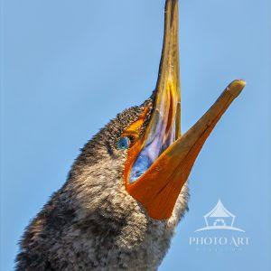 I'm not sure if this Cormorant was calling out to a mate, simply advertising its presence, or