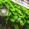 This light in day is sitting at the entryway of Bayard Cutting house in Oakdale