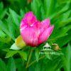 The Coming of Beauty..peony starting to open up.