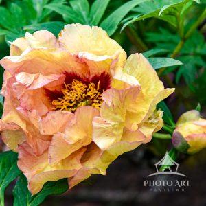 Love the color of this beautiful peony. Had to get down very low for the shot.