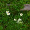 While daisies on the fence along the pathway
