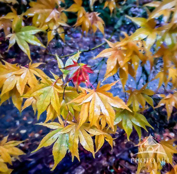 Dewy fall maple leaves highlighted by light