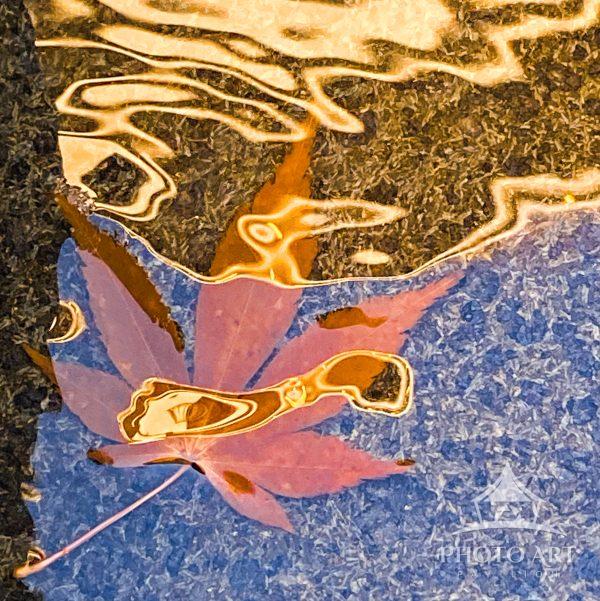 Maple leaf submerged in water. Water augmented by waves of  reflecting light