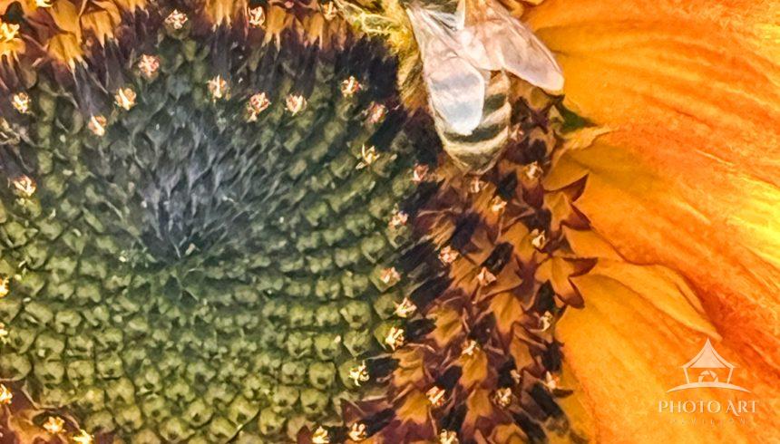 Close up image of a Sunflower in full bloom with a bee collecting pollen