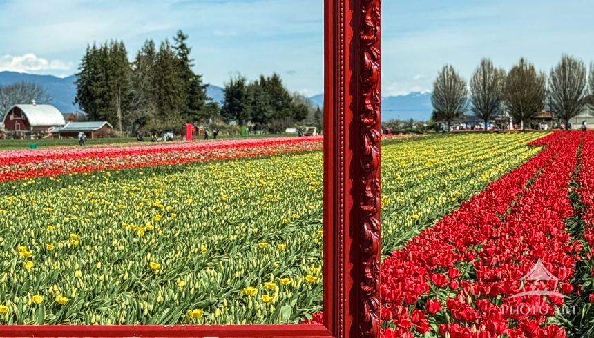 Skagit Valley tulips fields highlighting red bloom with Cascades and barn in the background. Image