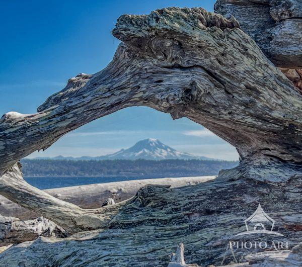 Unique view of Mt Tahoma (aka Mt Rainier) visible through the arch of driftwood on the beach. Photo