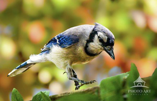 A blue jay is perched on a branch, its vivid blue and white plumage contrasting with the blurred,