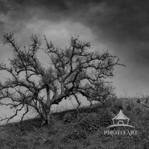 Dramatic Winter Tableau
