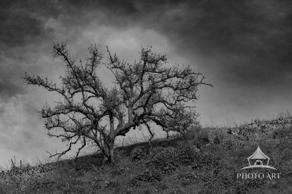 Dramatic Winter Tableau