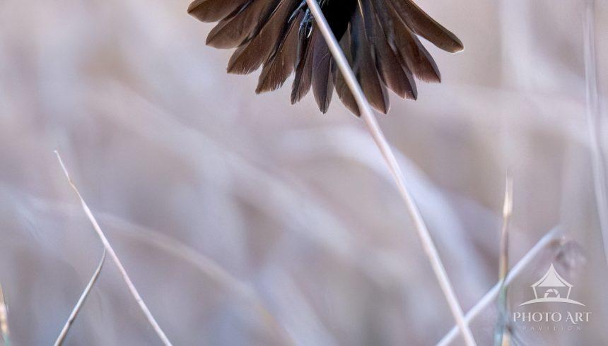 A yellow and black bird is captured descending through a cluster of tall grass, wings fully extended