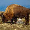Since 1893, bison have roamed the open grasslands of Antelope Island, becoming one of Utah’s most
