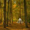 Rays of light filter through a canopy of hardwood trees, illuminating the forest with a warm golden