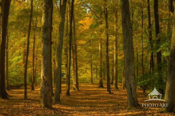 Rays of light filter through a canopy of hardwood trees, illuminating the forest with a warm golden