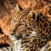 With a calm, unbothered gaze, the Amur leopard rested against the rocks as if posing for a portrait