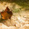 A single fallen maple leaf glows with warm autumn color as it rests on a bed of textured stone.