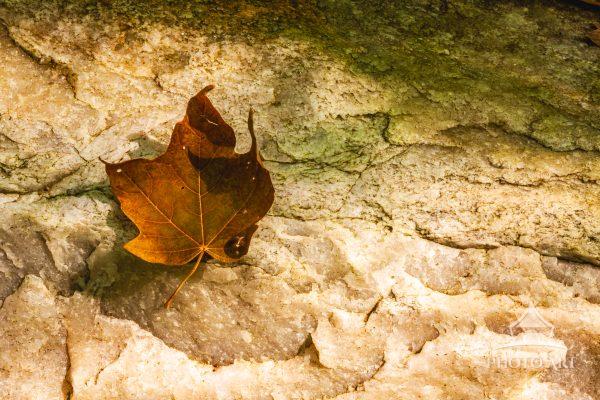 A single fallen maple leaf glows with warm autumn color as it rests on a bed of textured stone.
