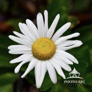 The Dog Daisy flowers bloom from late spring through summer.