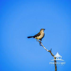 Walking along Fire Island, I saw this bird just on top a branch.