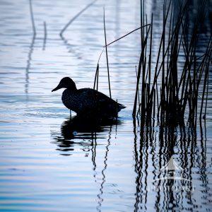 A solitary duck floats silently on a glassy surface, its dark silhouette outlined against the cool