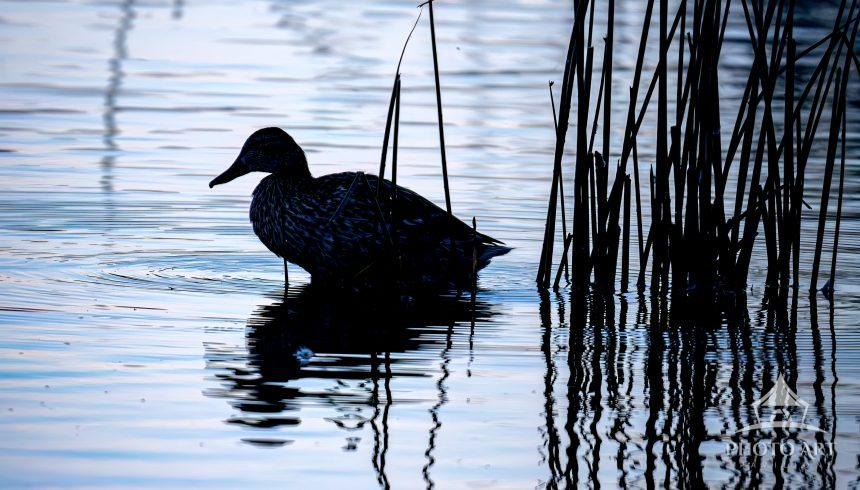 A solitary duck floats silently on a glassy surface, its dark silhouette outlined against the cool