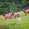Elks grazing