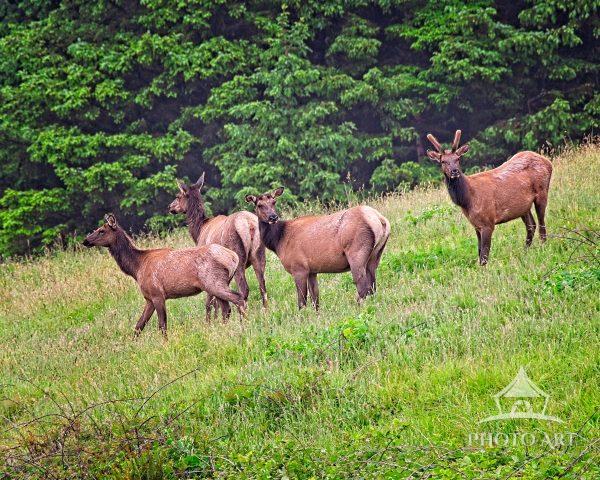 Elks grazing
