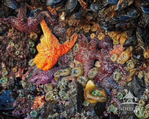 Starfish at low tide
