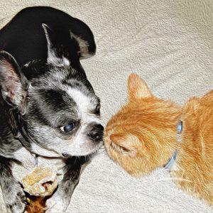 The cat and the dog kissing are the domestic cat and dog.  They both are best friends.