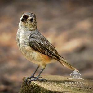 A tufted titmouse with gray and brown feathers stands on a rocky surface. The background is softly