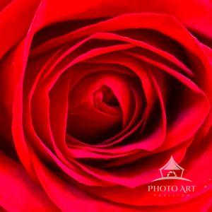 I like the soft and smooth petals of this rose.